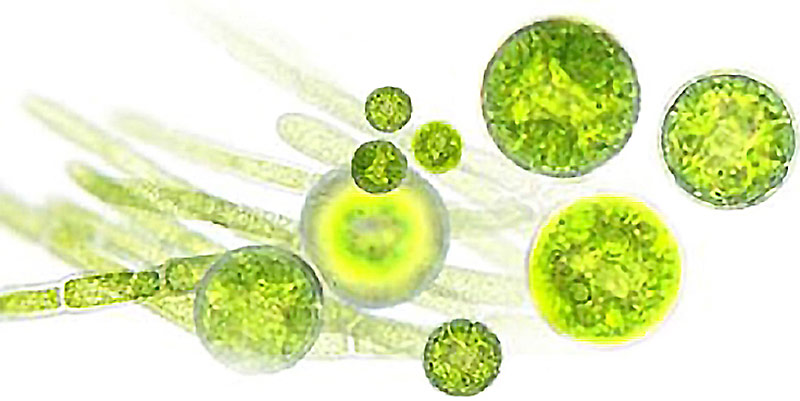 Microalgae Works